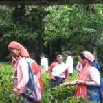 Bageshwar admin begins direct local sale of Kausani tea. Dehradun News