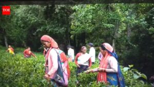 Bageshwar admin begins direct local sale of Kausani tea. Dehradun News