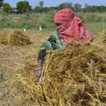 RPCAU develops battery-powered cabbage harvester Patna News