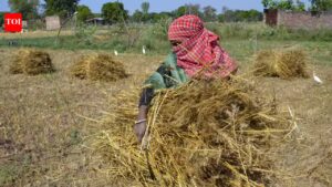 RPCAU develops battery-powered cabbage harvester Patna News