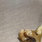 ‘Insects in food’: Protest at Lady Hardinge | Delhi News