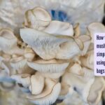 Oyster Mushrooms Growing Tips: How to grow Oyster mushrooms at home in simple and easy steps using straw and carry bags