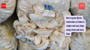 Oyster Mushrooms Growing Tips: How to grow Oyster mushrooms at home in simple and easy steps using straw and carry bags