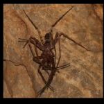 Giant huntsman spider: The 11.8-inch discovery that shocked science |