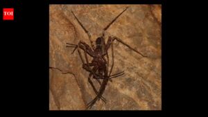 Giant huntsman spider: The 11.8-inch discovery that shocked science |