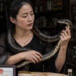 Chinese woman earns over $146K a year managing 60,000 venomous snakes in a risky family empire: From University graduate to snake venom millionaire |