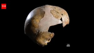 7,500-year-old skull in Eastern Europe thought to be “human-neanderthal hybrid” turns out to be something else. world news