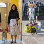 UK pet travel rules: British owners now need new health certificate for every Europe trip