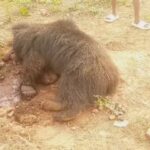 Farmer held on charge of poisoning sloth bear to death. Bhubaneswar News