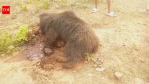 Farmer held on charge of poisoning sloth bear to death. Bhubaneswar News