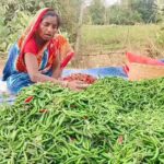 Dip in exports inflicts losses on chilli farmers in Ganjam. Bhubaneswar News