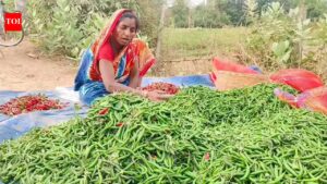 Dip in exports inflicts losses on chilli farmers in Ganjam. Bhubaneswar News