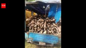 2 autos loaded with illegal firewood seized in Palamu | Ranchi News
