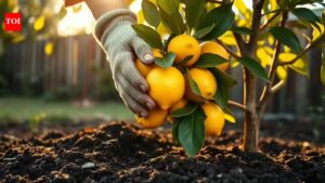 The April awakening: Why this month determines the fate of your lemon harvest.