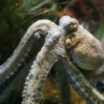Why Octopus is our planet’s most alien-like creature.