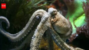 Why Octopus is our planet’s most alien-like creature.
