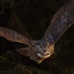 How big is a Great Horned Owl really? Shocking size, wingspan, and flight facts most people don’t know.