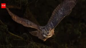 How big is a Great Horned Owl really? Shocking size, wingspan, and flight facts most people don’t know.