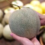 Cantaloupe Safety: Think your store-bought Cantaloupe is safe? Read this first