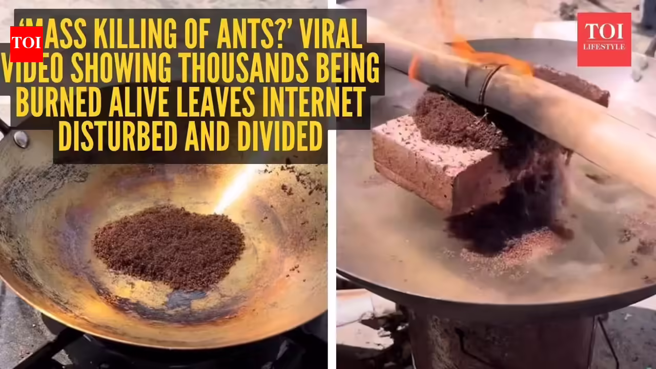 ‘Mass killing of ants?’ Viral video showing thousands being burnt alive leaves internet disturbed and divided