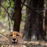 Cheetah crossings into Rajasthan spark debate over letting them settle naturally. Jaipur News