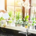 Signs Your Plant Needs Water: How often should you water indoor plants?