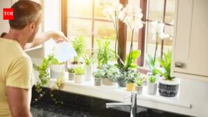 Signs Your Plant Needs Water: How often should you water indoor plants?