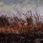 Georgia Blaze: Rising Wildfire Threats in Georgia: Climate Change Fuels East Coast Infernos | world news
