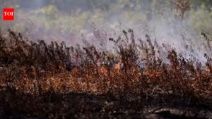 Georgia Blaze: Rising Wildfire Threats in Georgia: Climate Change Fuels East Coast Infernos | world news