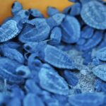 Baby turtles take the plunge along Chennai’s coastline