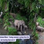 Hidden camera trap in Maasai Mara reveals a secret wildlife highway ‘river crossing’ no one knew existed