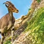 Joint TN-Kerala Nilgiri tahr census begins; population growth expected | Coimbatore News