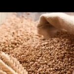 Govt raises wheat procurement target. Patna News