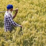Government raises wheat procurement target by 15% as farmers turn to MSP