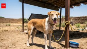 Faridabad man fined Rs 1,050 for tying dog outside under scorching sun. Faridabad News