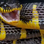 Snake-filled waters of New Zealand: 5 marine regions where sea snakes occasionally appear.