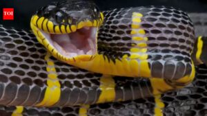 Snake-filled waters of New Zealand: 5 marine regions where sea snakes occasionally appear.