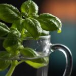 The two simple habits that will finally keep your basil alive.