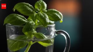The two simple habits that will finally keep your basil alive.