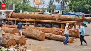Sal wood arrives for Baladevjew temple chariot work. Bhubaneswar News
