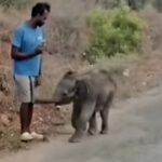 Elephant calf found abandoned in village near Coimbatore. Coimbatore News