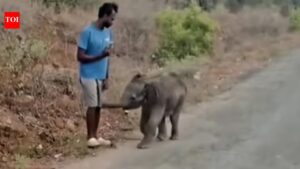 Elephant calf found abandoned in village near Coimbatore. Coimbatore News
