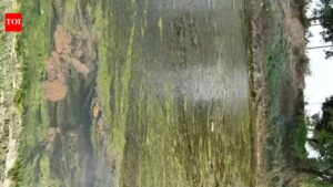 Choked tributaries are making Gomti gasp for life. Lucknow News