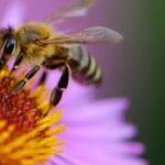 How To Attract Bees: Want to get more bees to your garden? Here’s how you can do it