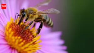 How To Attract Bees: Want to get more bees to your garden? Here’s how you can do it
