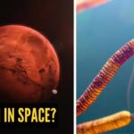 Fungi in space? Study finds surprising survival ability in Mars-like conditions