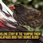 Inside the chilling story of the ‘Vampire Finch’: The tiny Galapagos bird that drinks blood