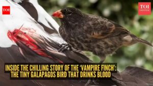 Inside the chilling story of the ‘Vampire Finch’: The tiny Galapagos bird that drinks blood