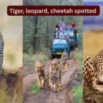 Rare spotting: A Bengal tiger, a leopard, and a cheetah spotted at this national park in Rajasthan
