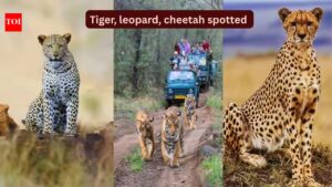 Rare spotting: A Bengal tiger, a leopard, and a cheetah spotted at this national park in Rajasthan